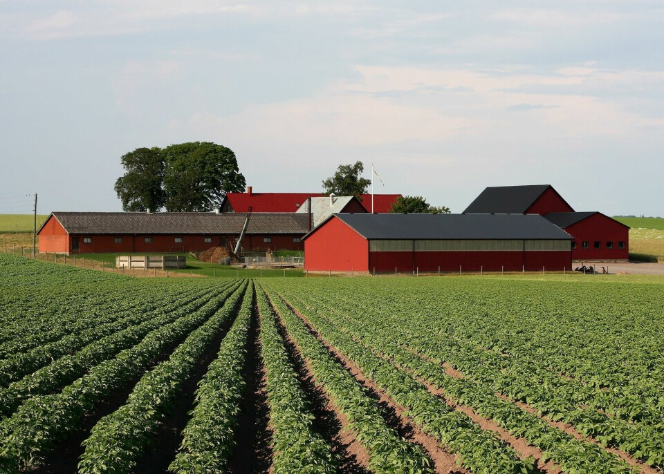 American Regionalism in Sweden Farm_Kartoffelfeld_Schweden
