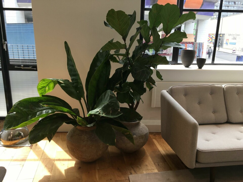 Sculptural greenery – in combination with calming natural tones and materials – at Danish design house Fredericia CDN Clerkenwell Design week 2019 sculptural greenery at Fredericia