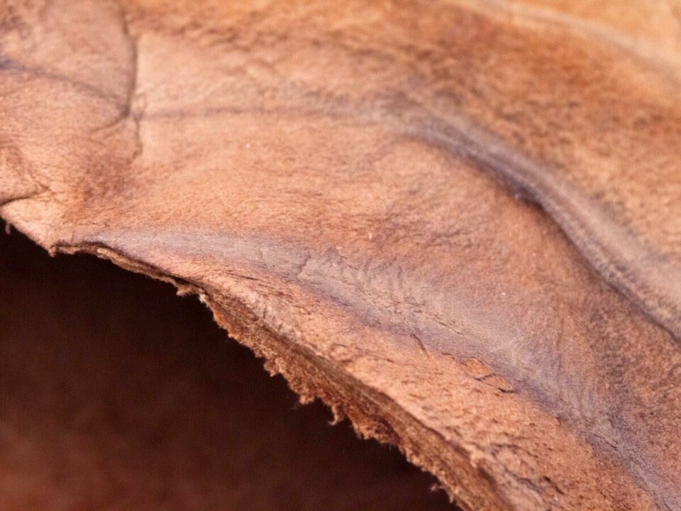 ‘Muskin’ mushroom leather – one of many vegan alternatives becoming available Muskin Mushroom Leather